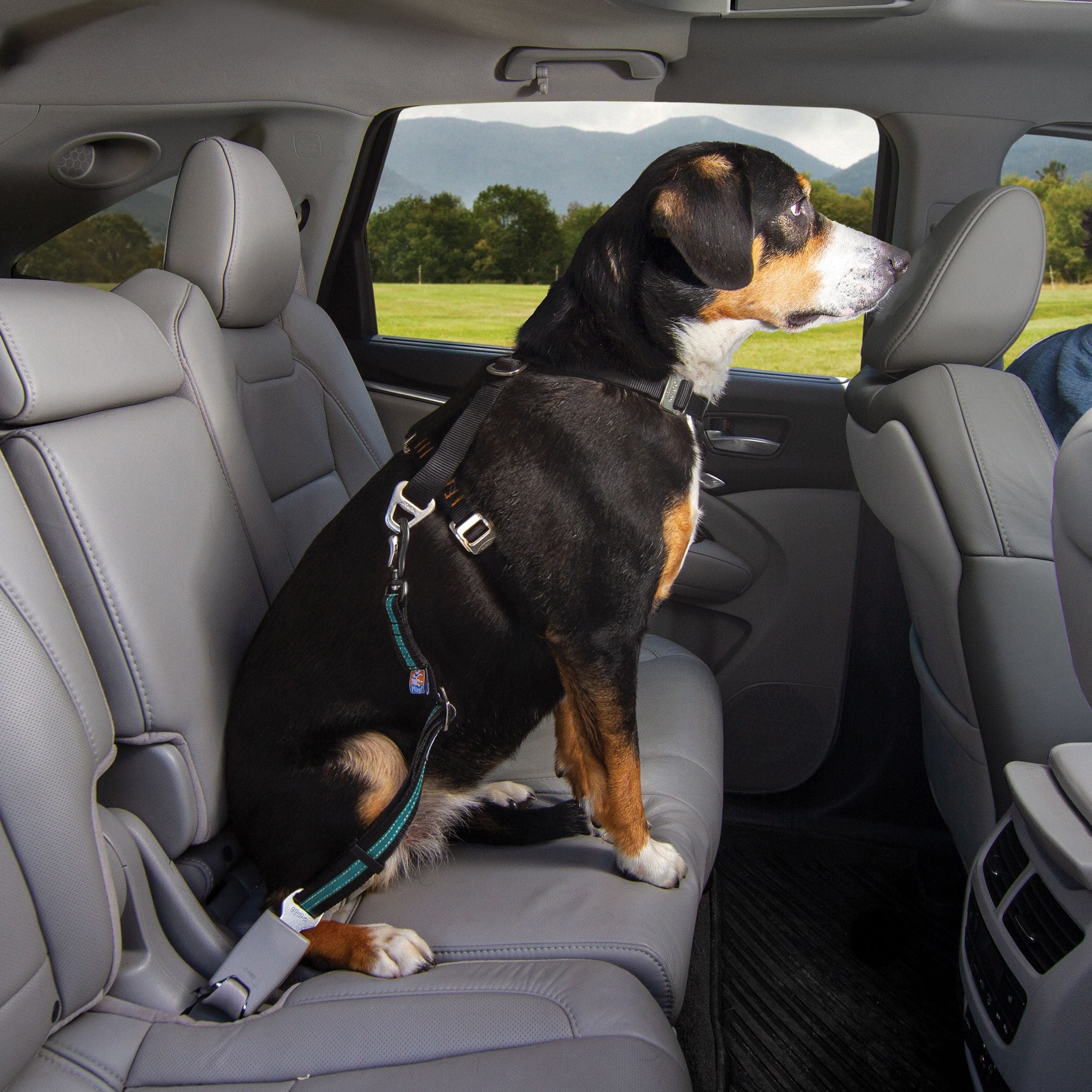 Kurgo Direct to Seat Belt Swivel Tether koiran turvavyö, sininen